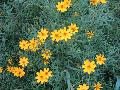 Signet Marigold / Tagetes tenuifolia (signata)